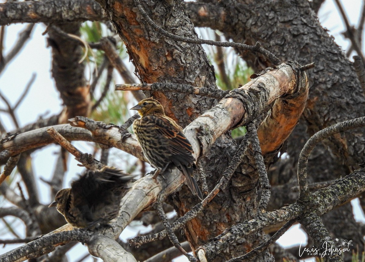 Red-winged Blackbird - ML646672446
