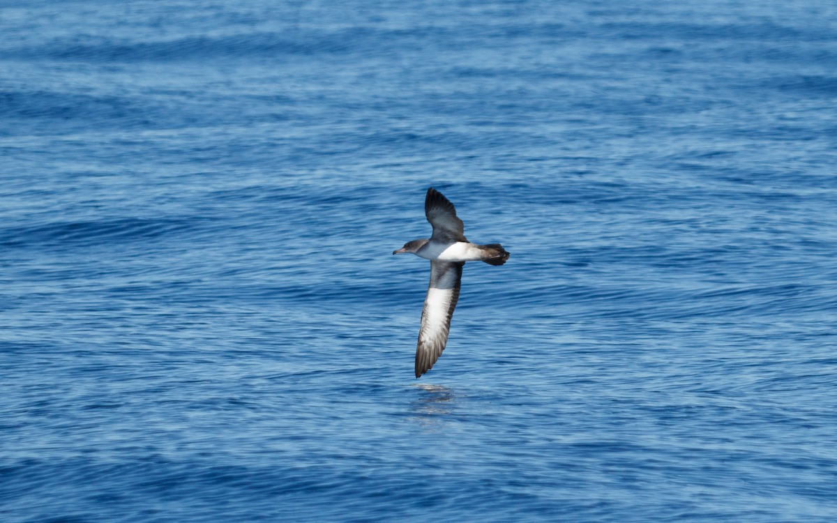 シロハラアカアシミズナギドリ - ML646672447