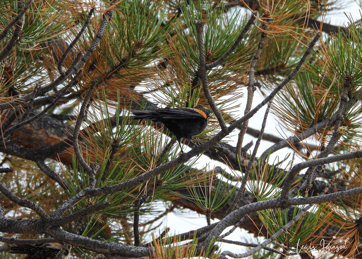 Red-winged Blackbird - ML646672448
