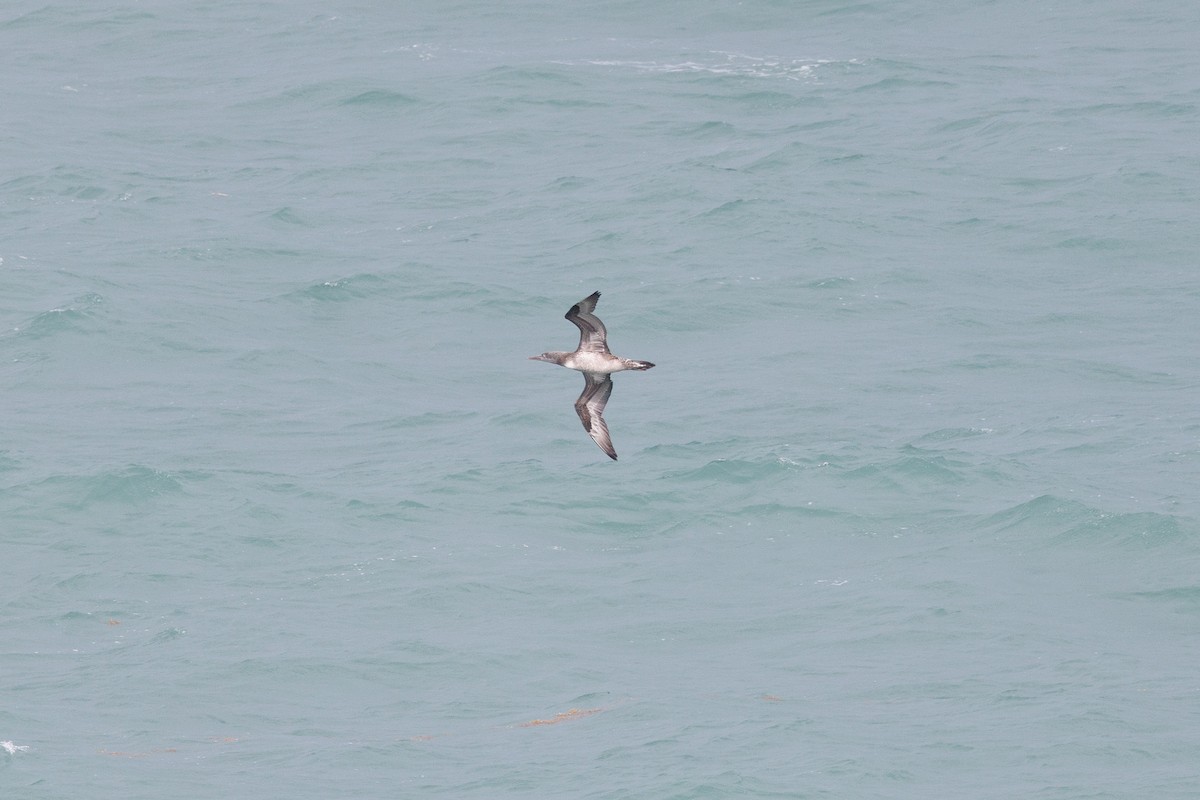 Alcatraz Atlántico - ML646672449