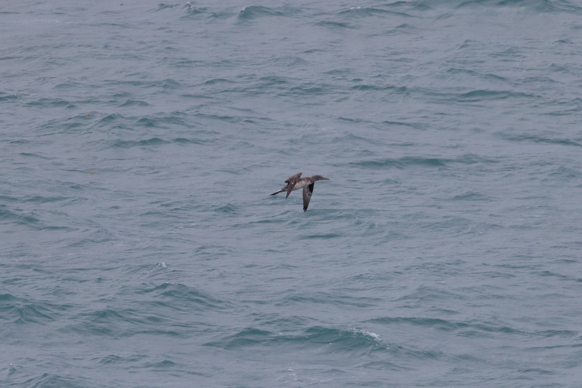 Alcatraz Atlántico - ML646672450