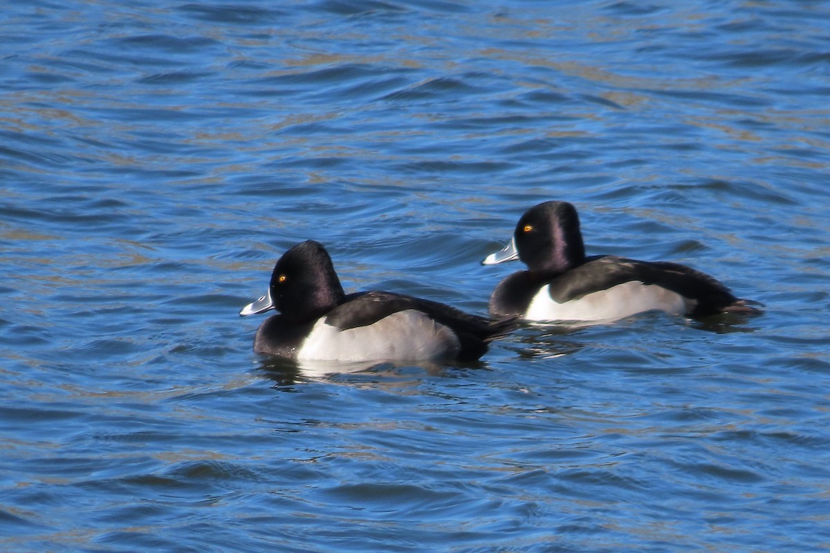 Murgilari lepokoduna - ML646672456