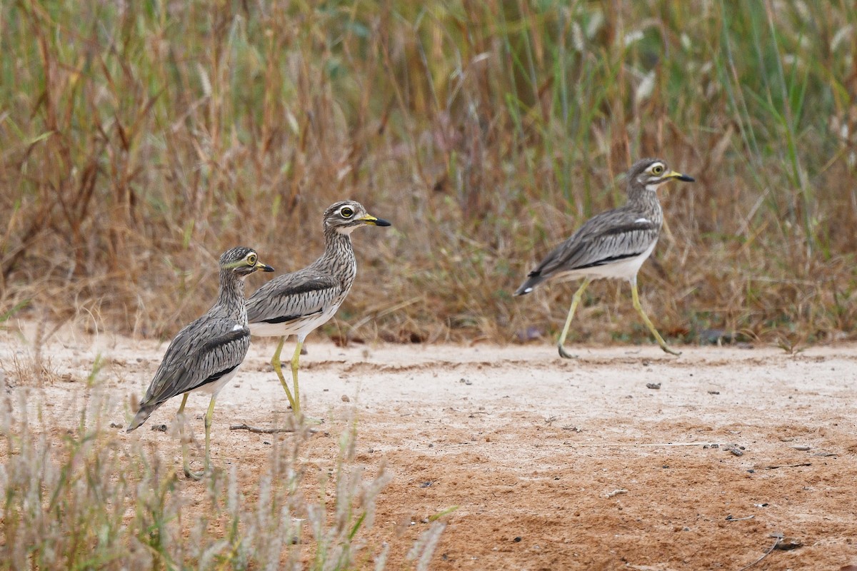 Лежень річковий - ML646672463