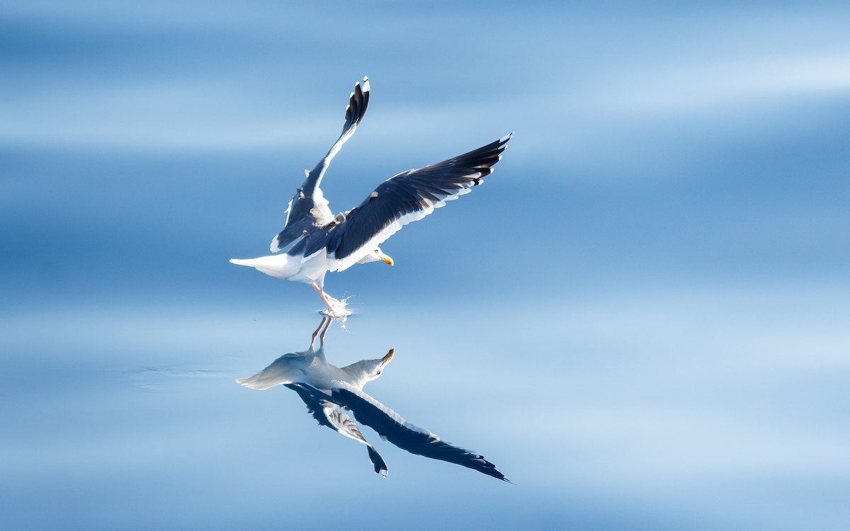 アメリカオオセグロカモメ - ML646672465