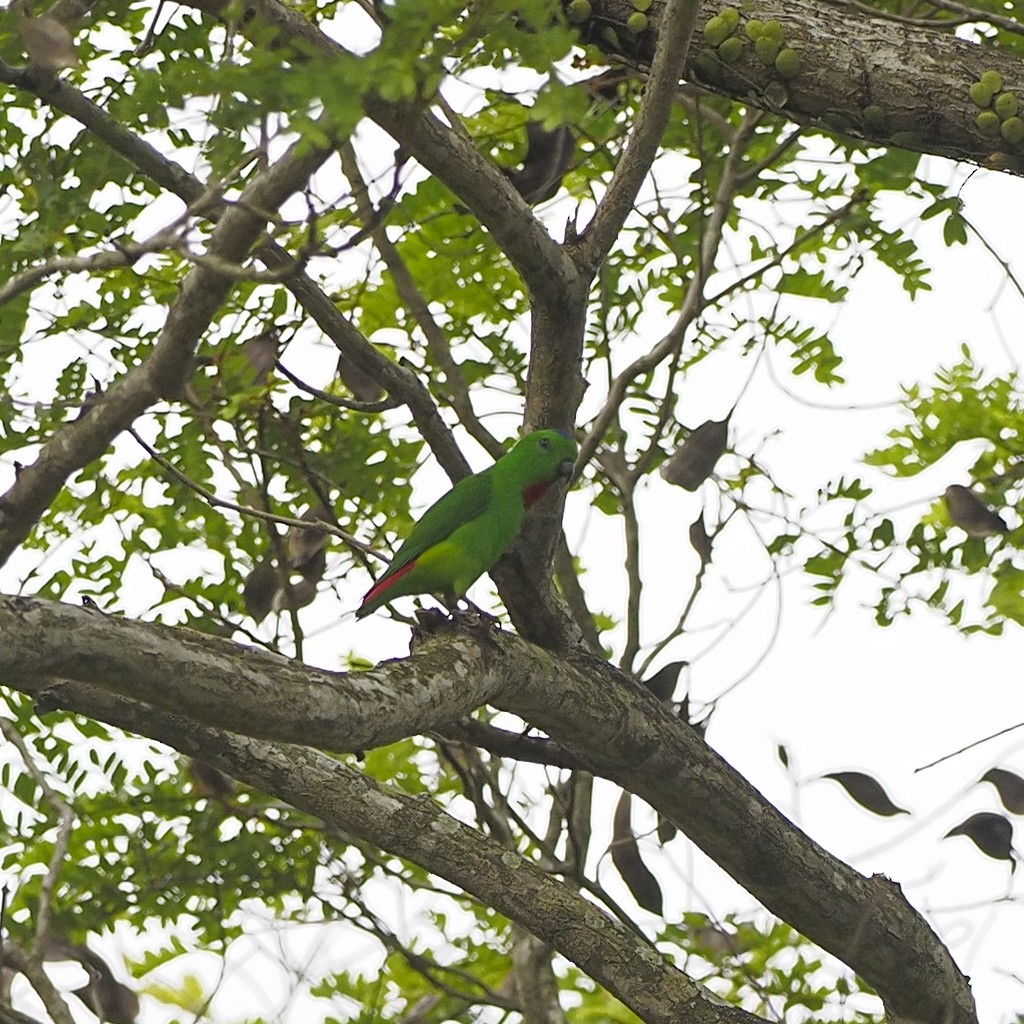 Blue-crowned Hanging-Parrot - ML646672466