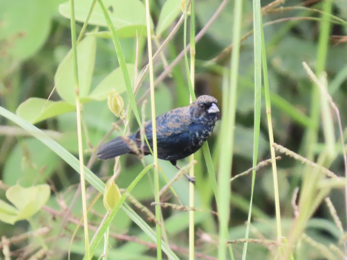 Blue-black Grassquit - ML646672469
