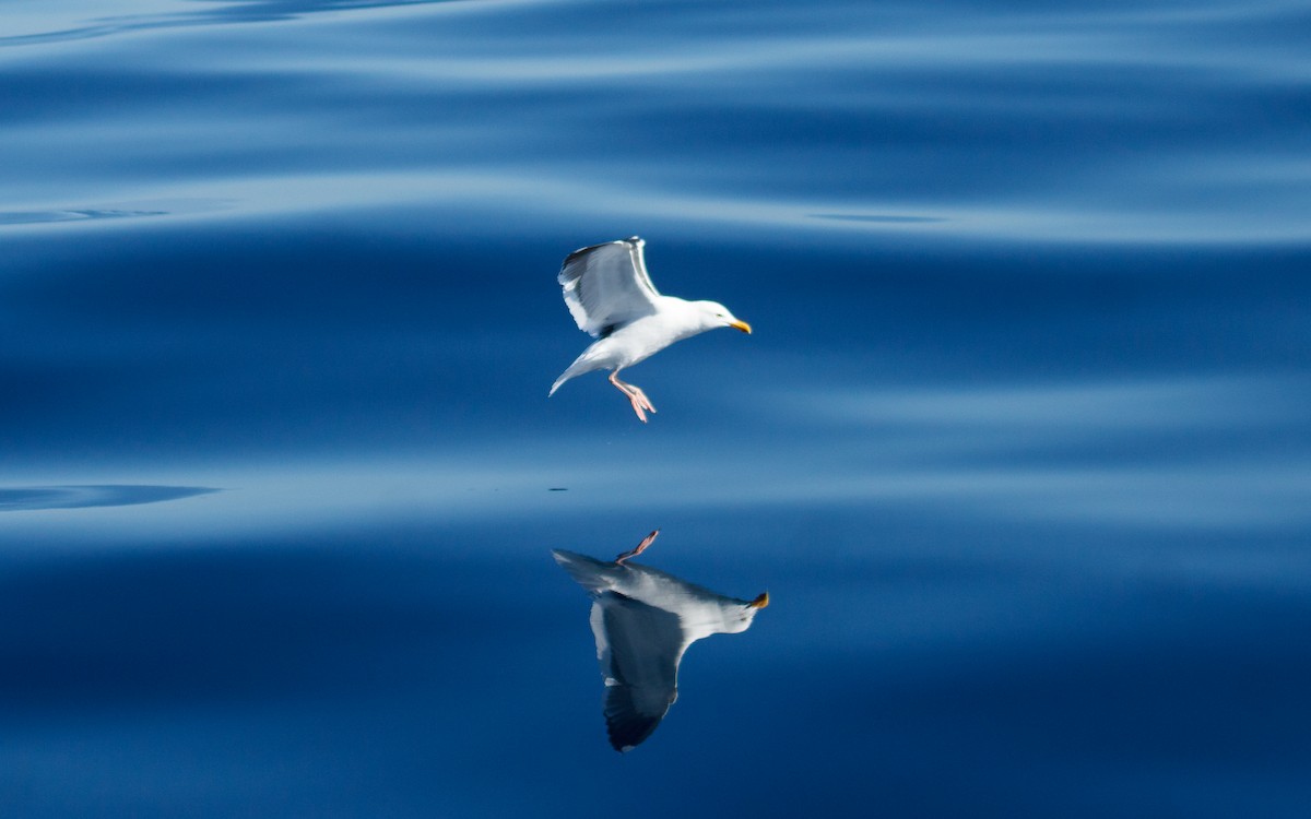 アメリカオオセグロカモメ - ML646672471