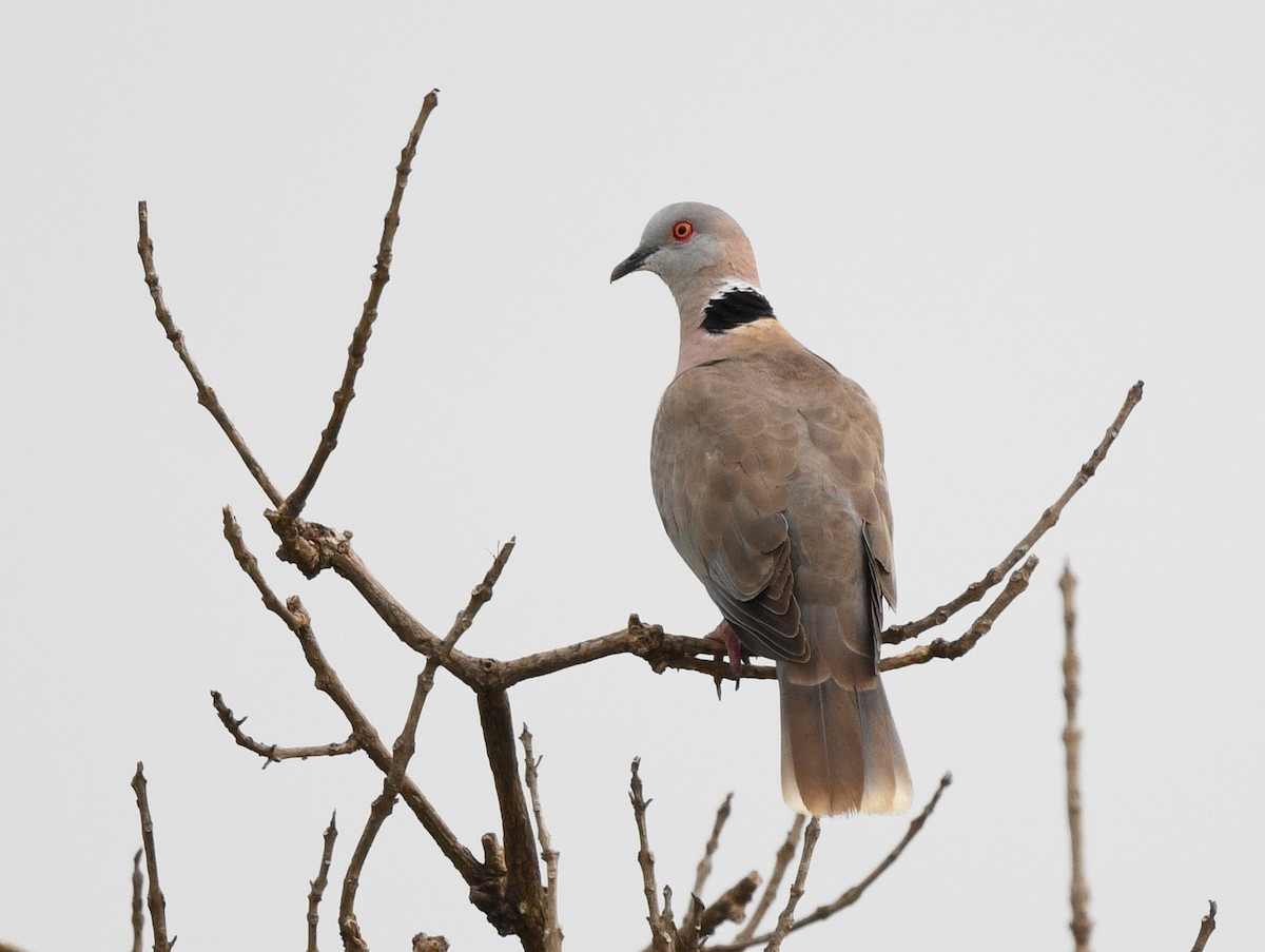 Mourning Collared-Dove - ML646672475