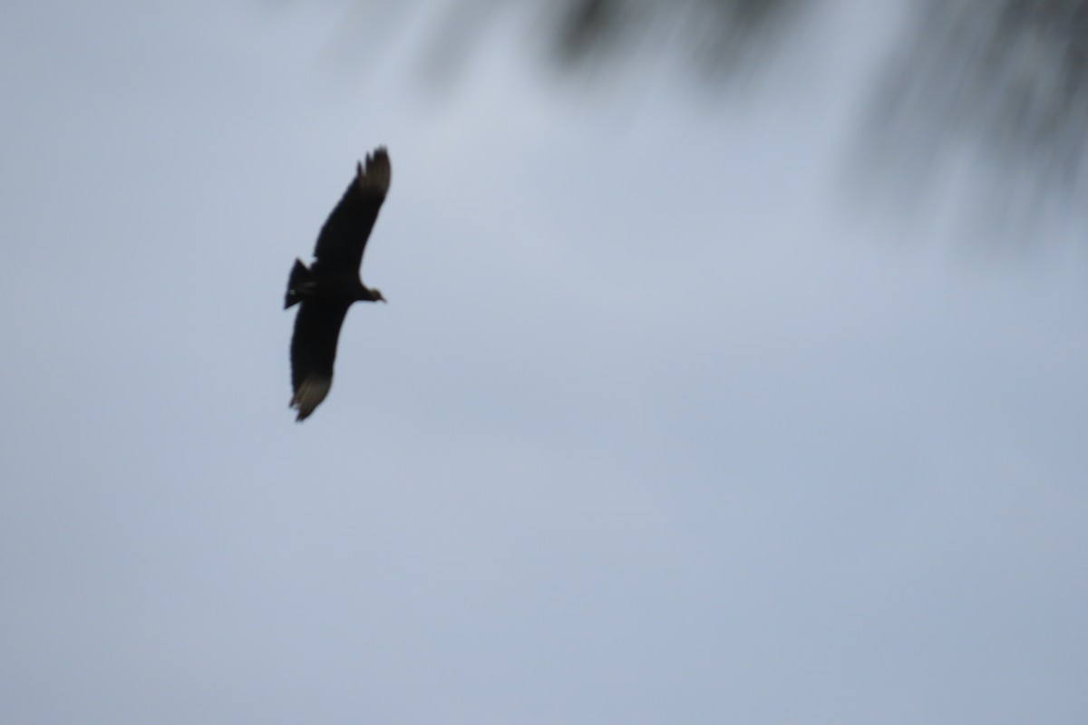 Black Vulture - ML646672478