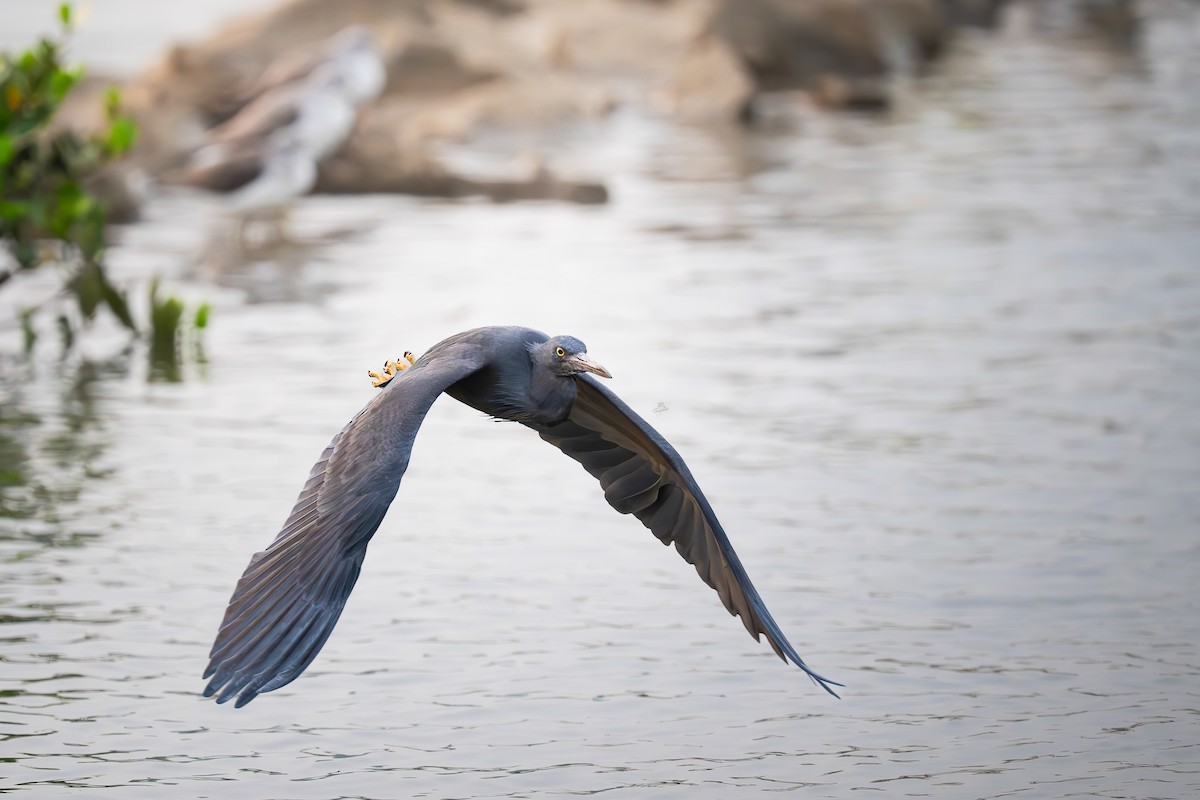 クロサギ - ML646672479