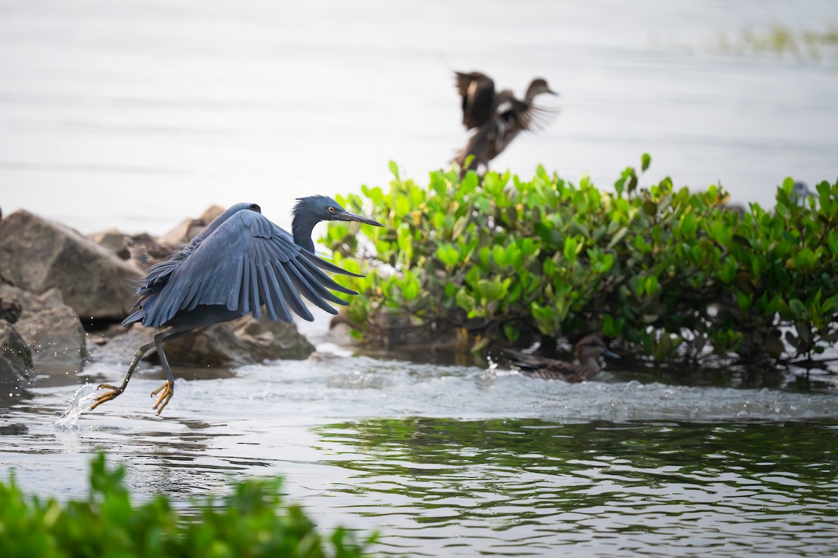 クロサギ - ML646672480