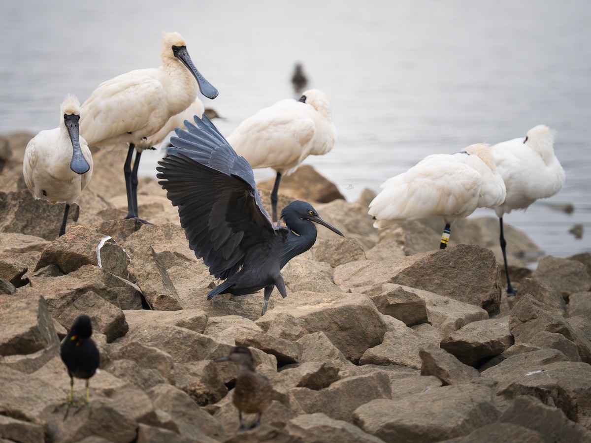 クロサギ - ML646672481