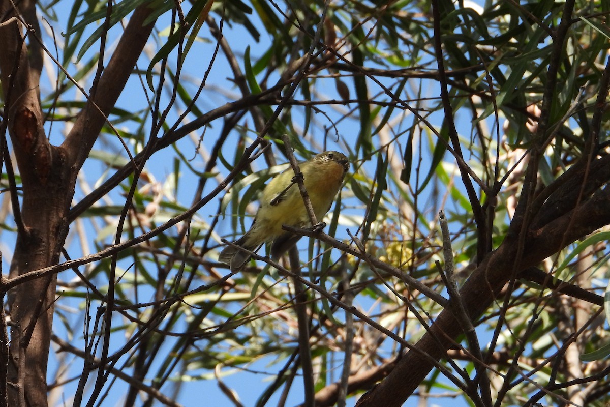 Yellow Thornbill - ML646672482