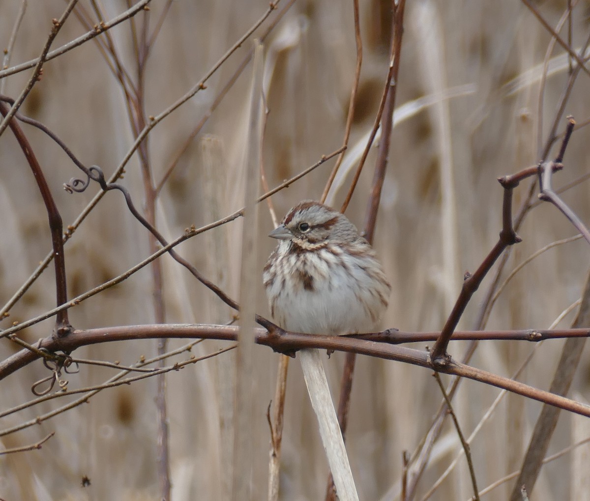 Song Sparrow - ML646672487