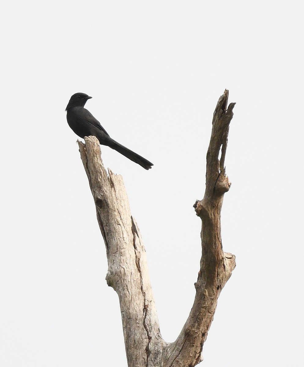 Northern Black-Flycatcher - ML646672488