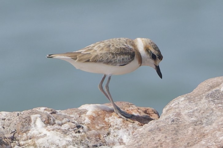 Malaysian Plover - ML646672489