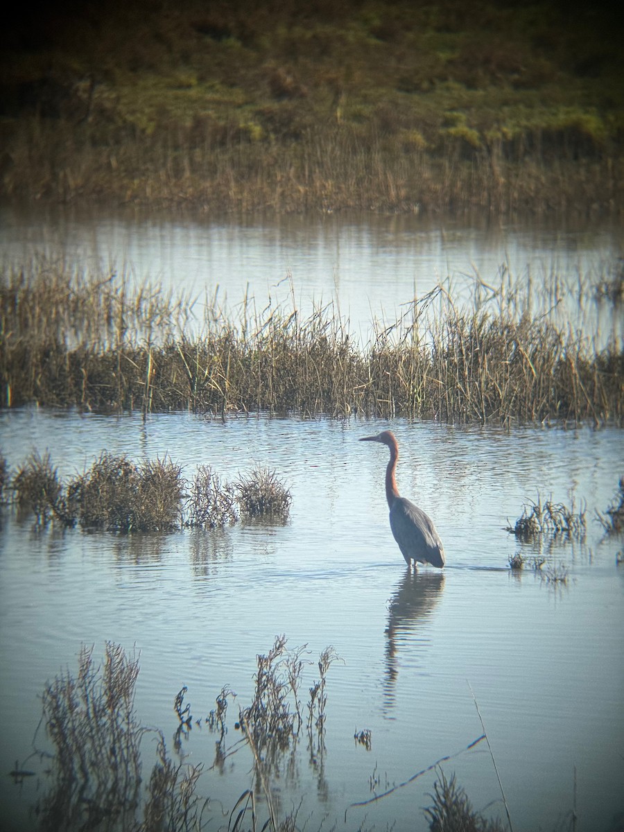 Reddish Egret - ML646672493