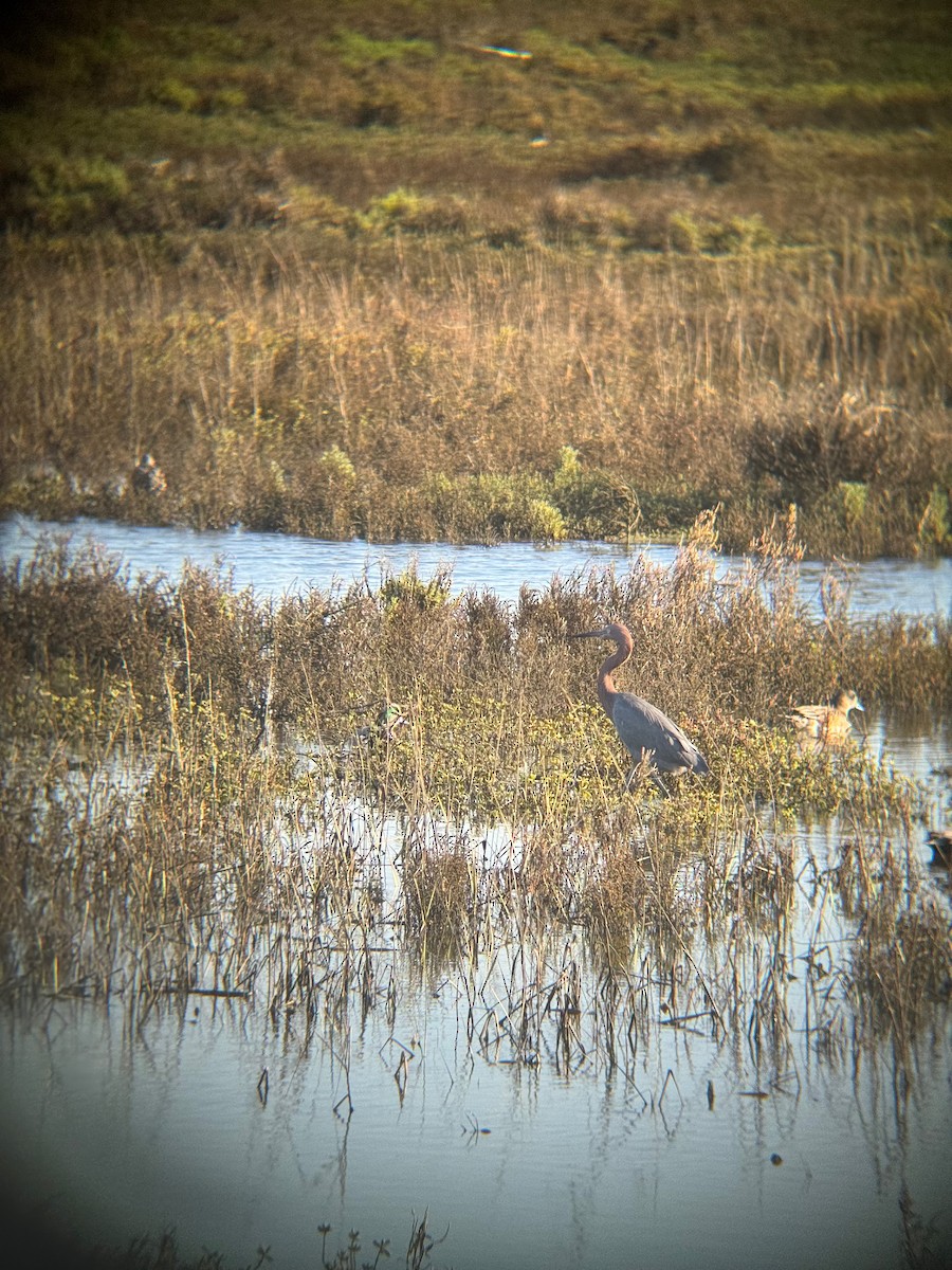 Reddish Egret - ML646672494