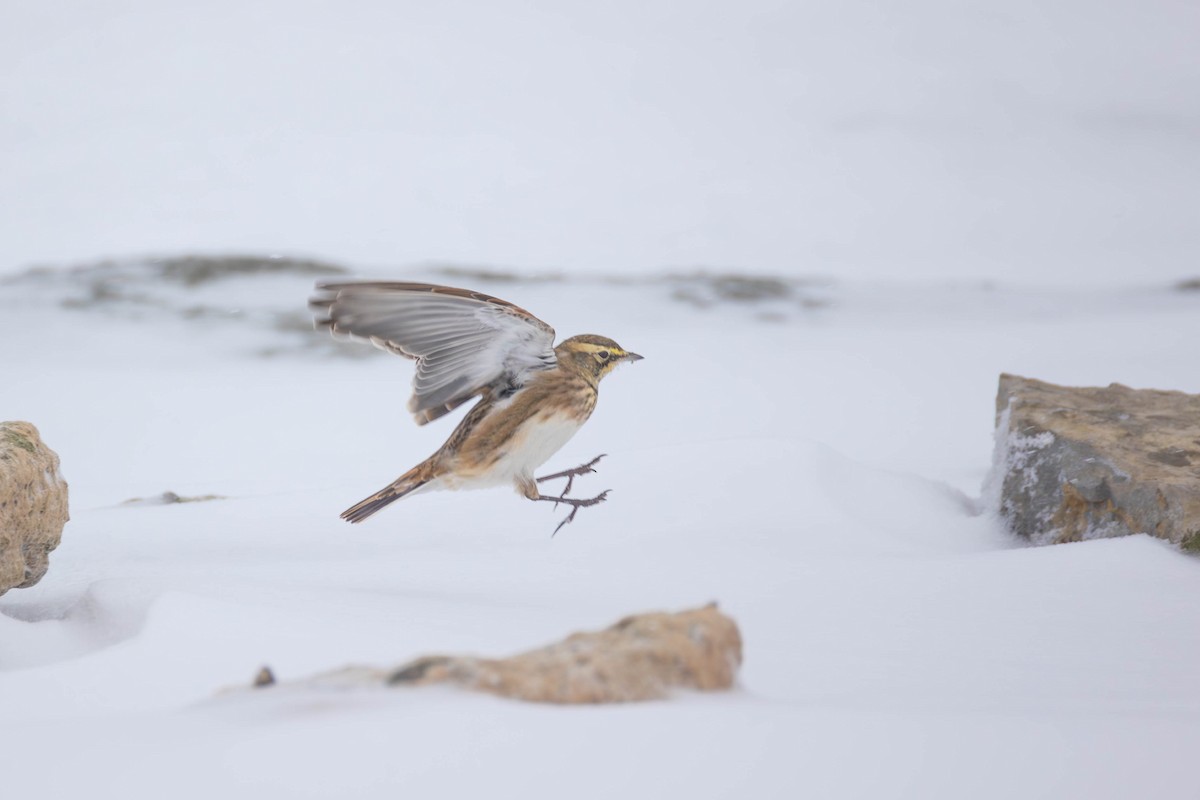 Horned Lark - ML646672498