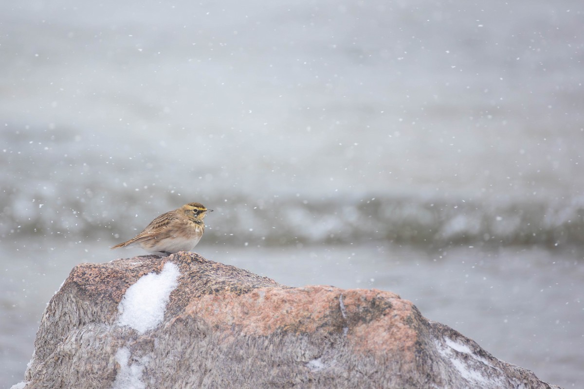 Horned Lark - ML646672499