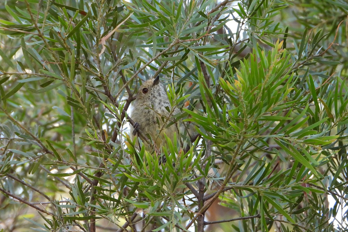 Roststirn-Dornschnabel - ML646672501