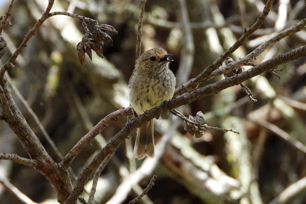 Roststirn-Dornschnabel - ML646672502