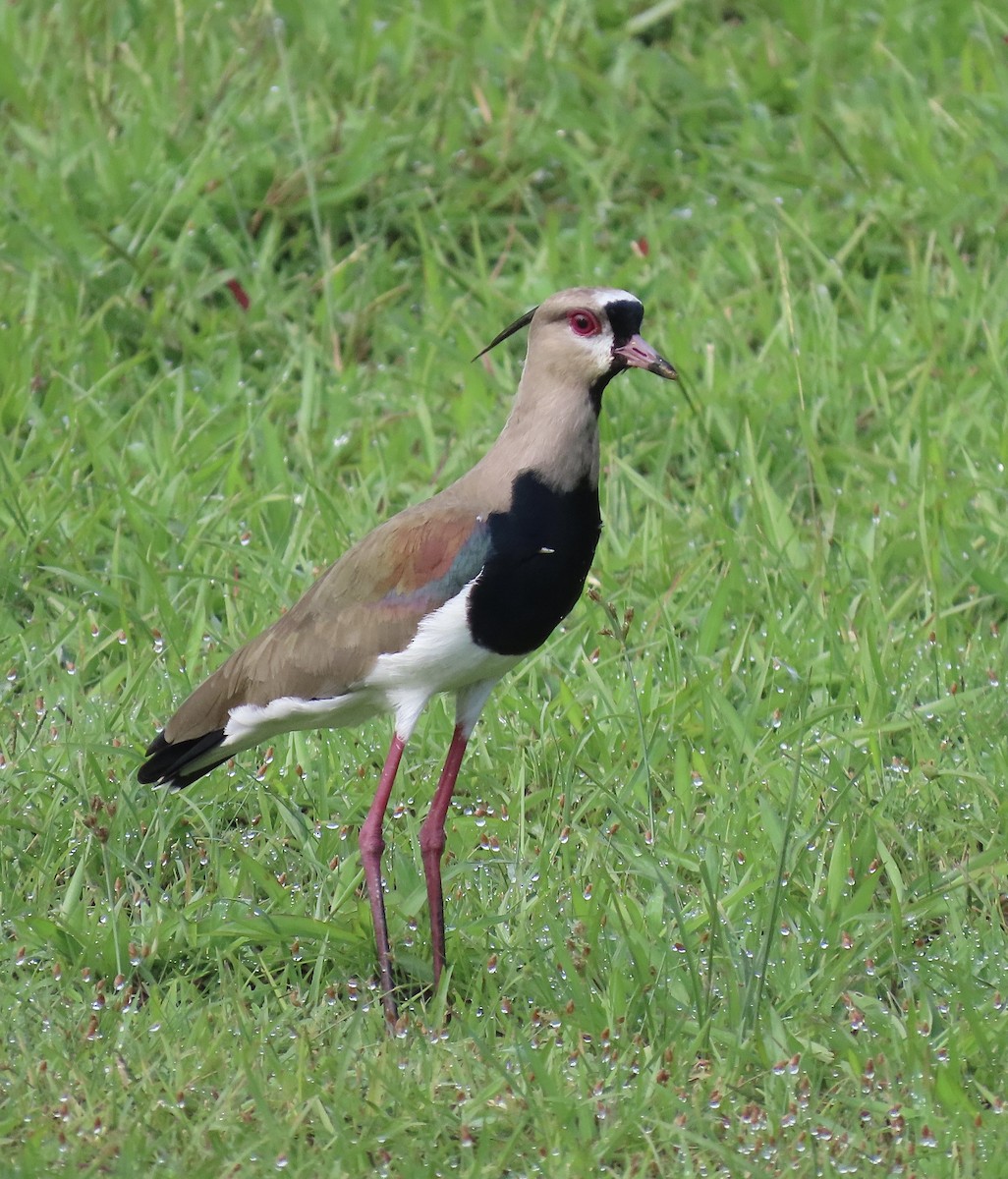 Southern Lapwing - ML646672503
