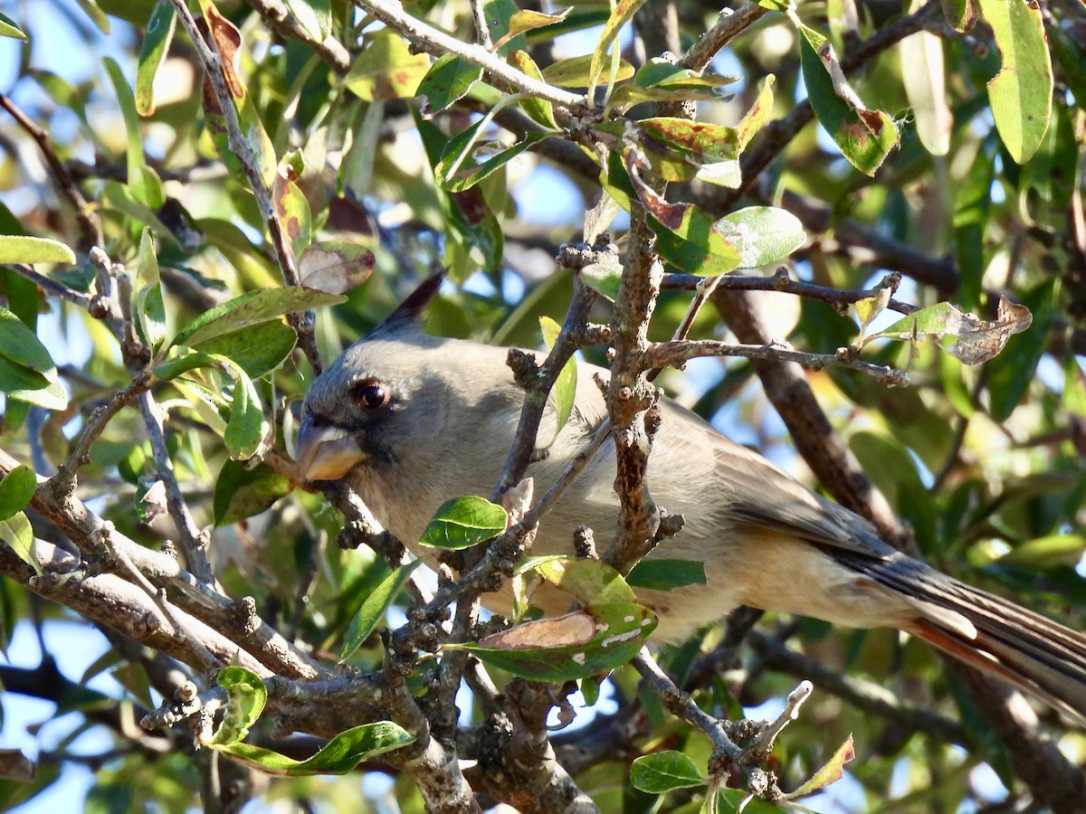 Pyrrhuloxia - ML646672509