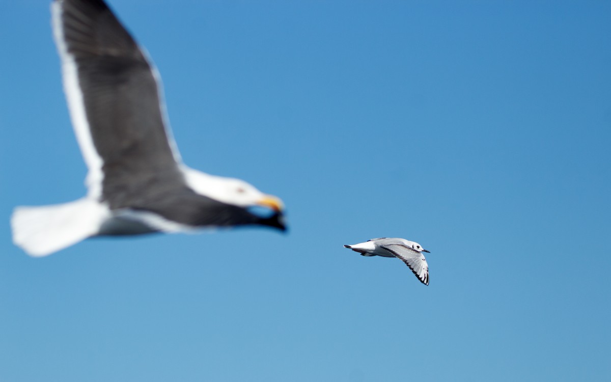 ボナパルトカモメ - ML646672511