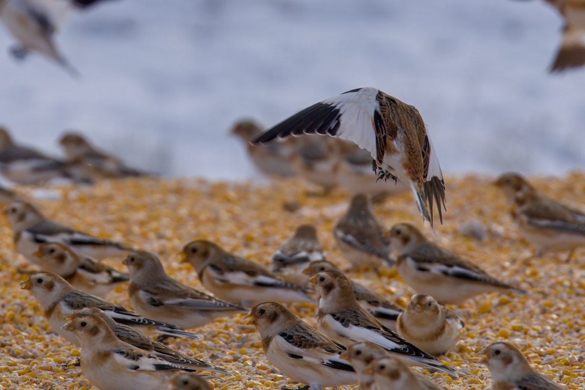 Schneeammer - ML646672516