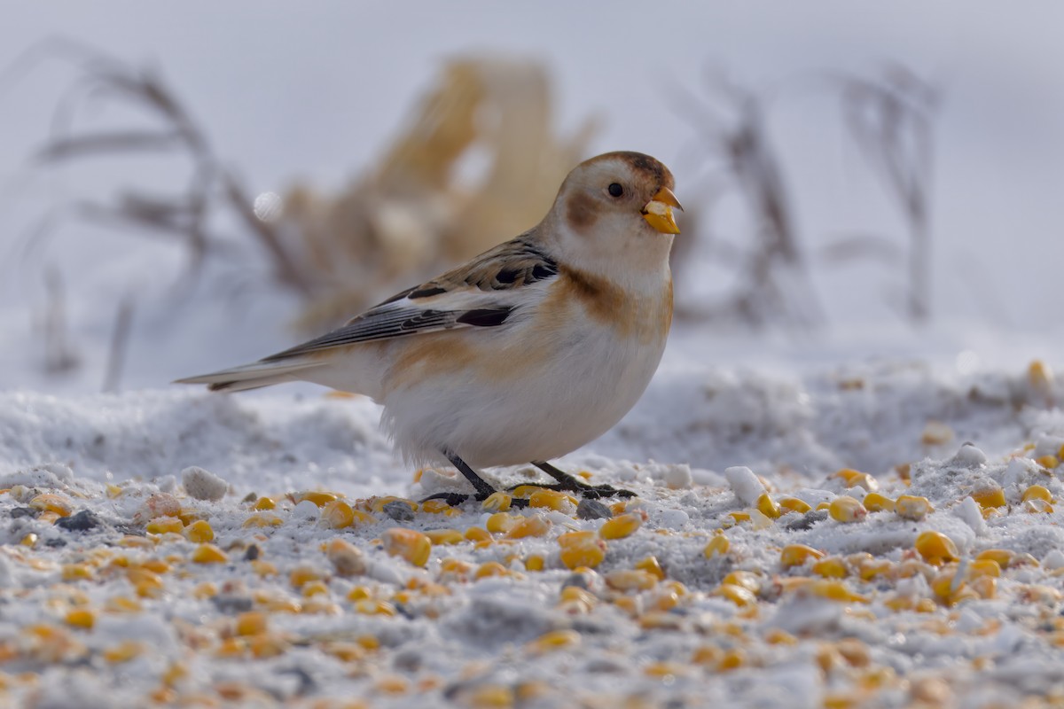 Schneeammer - ML646672517