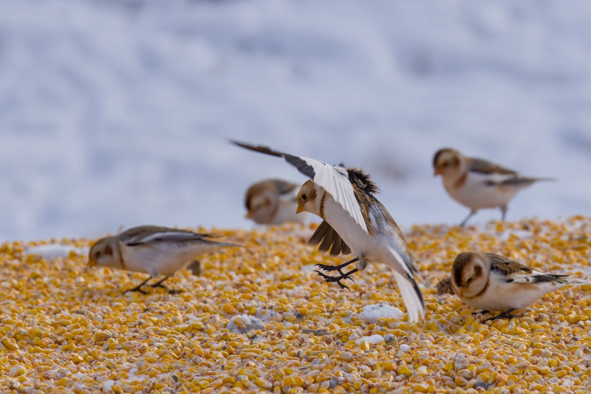 Schneeammer - ML646672518