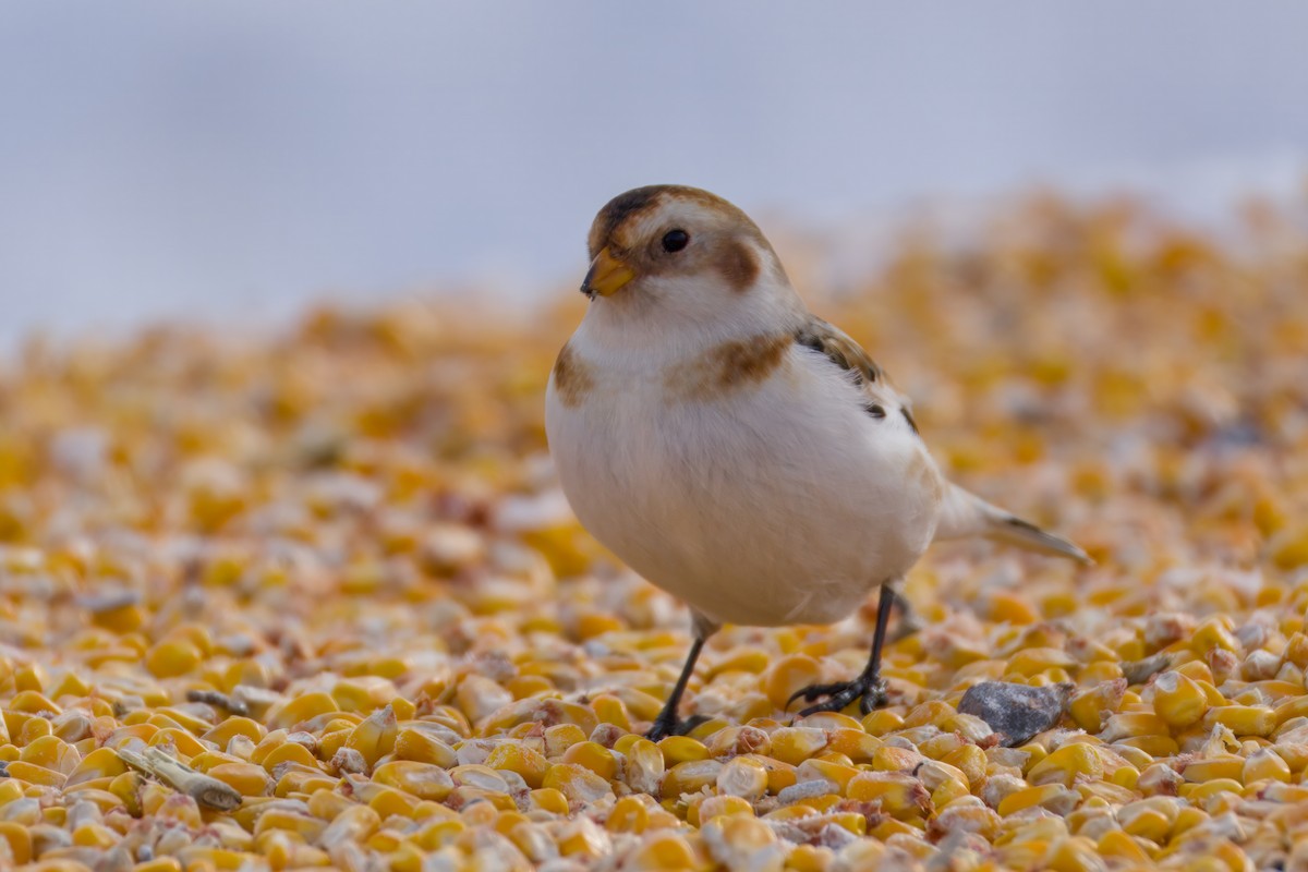 Schneeammer - ML646672519