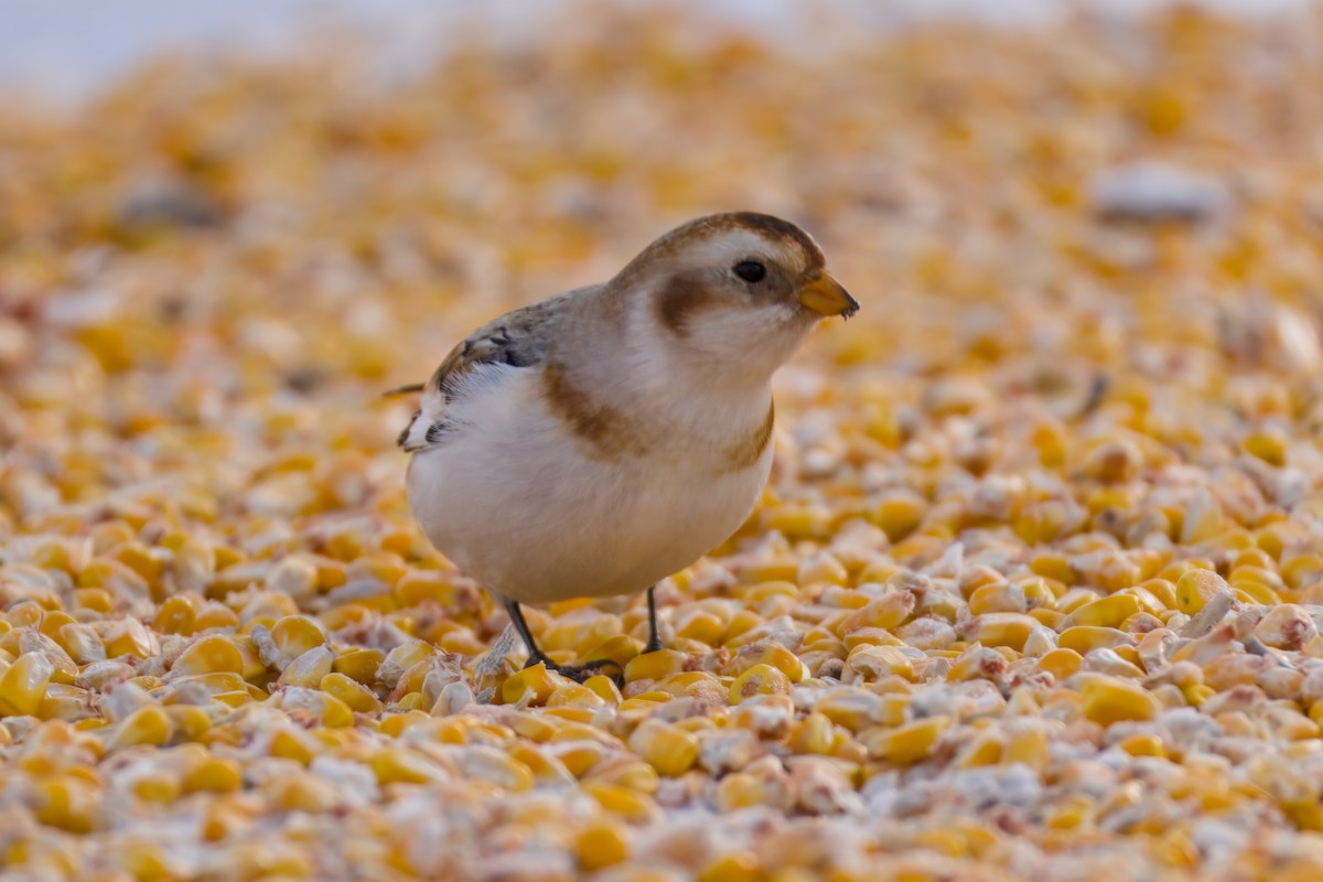 Schneeammer - ML646672520