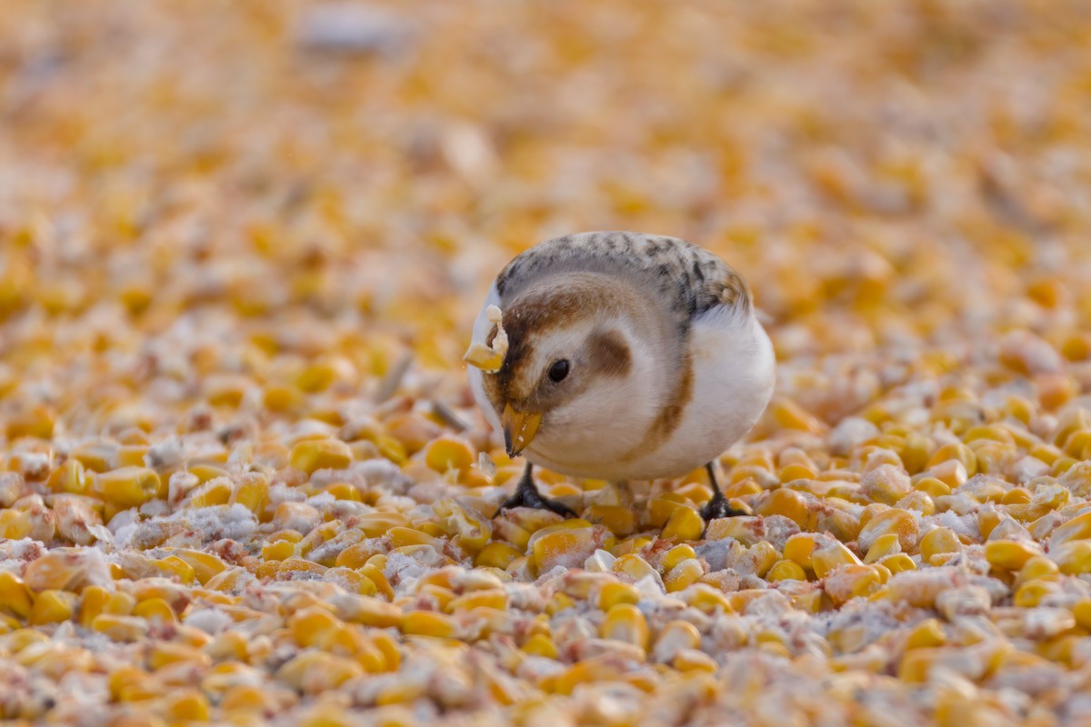 Schneeammer - ML646672521