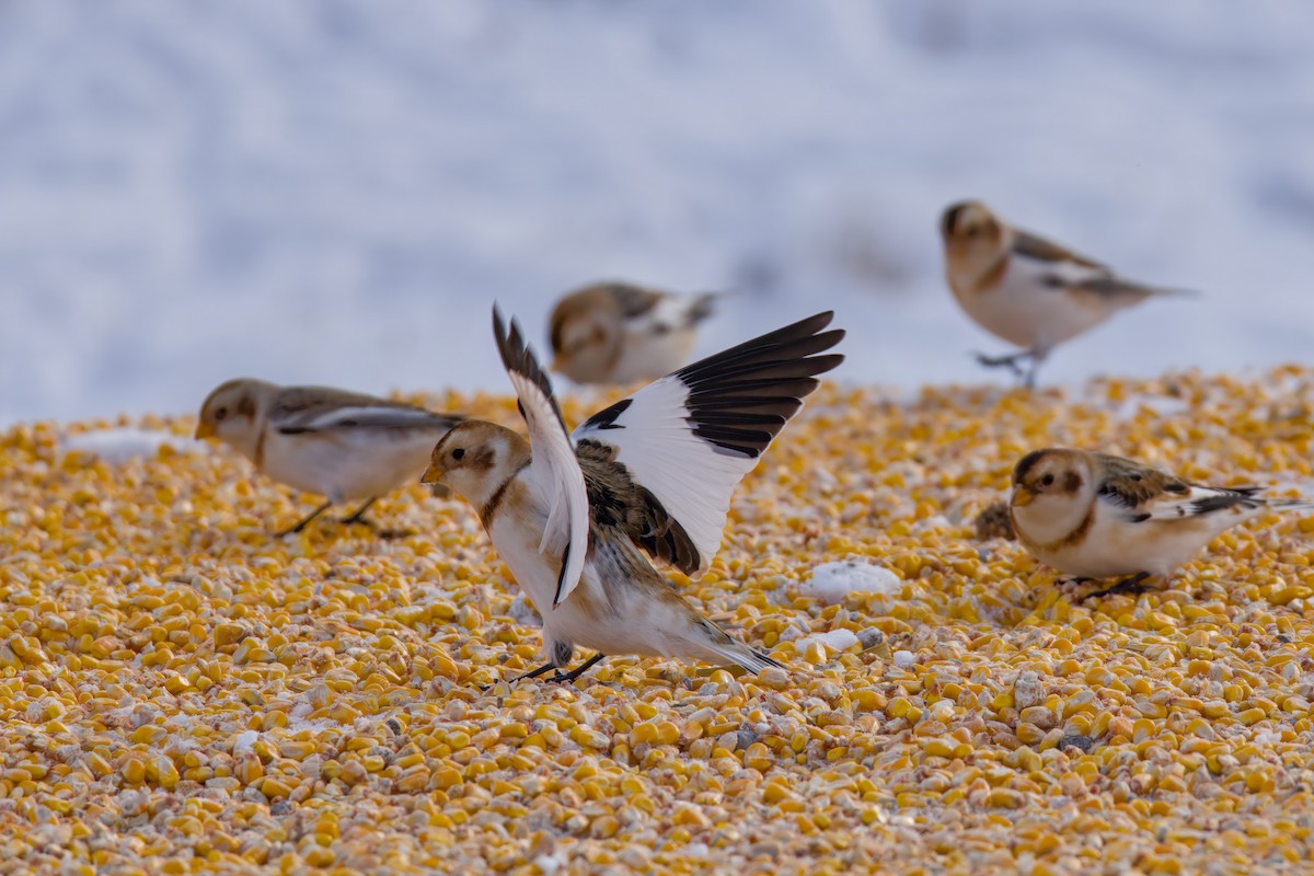 Schneeammer - ML646672522