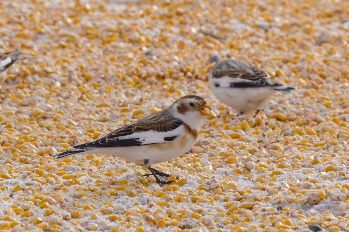 Schneeammer - ML646672523