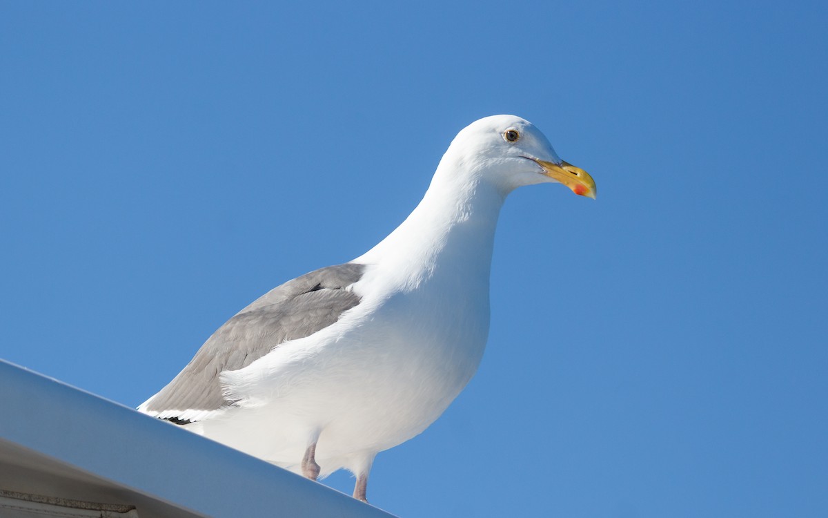 アメリカオオセグロカモメ - ML646672524