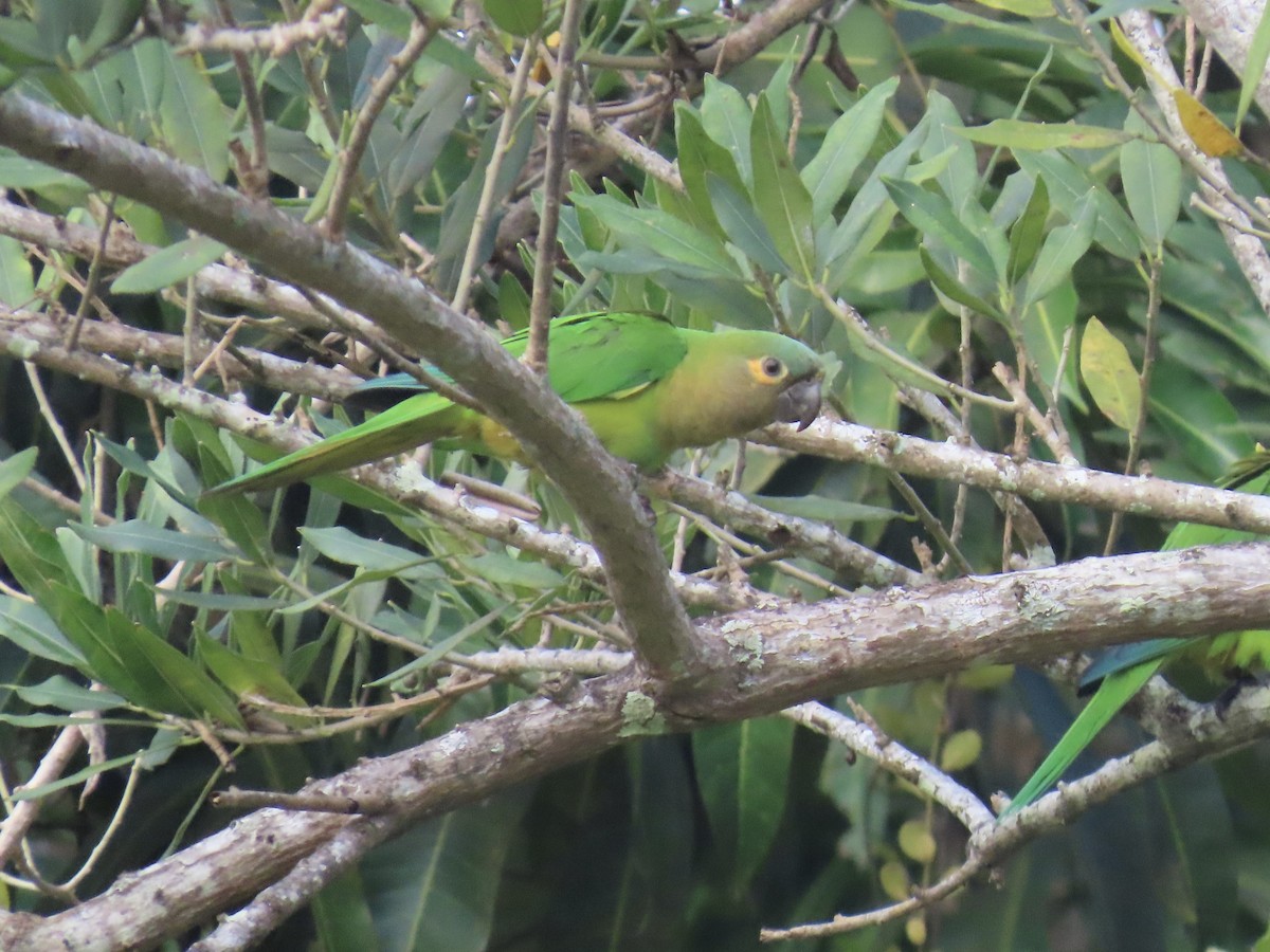 Brown-throated Parakeet - ML646672526