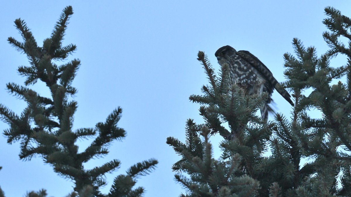 灰背隼 - ML646672527