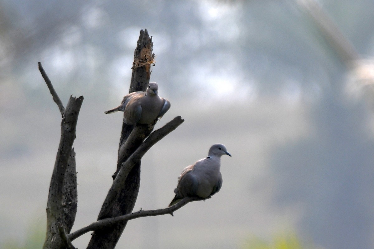 Eurasian Collared-Dove - ML646672535
