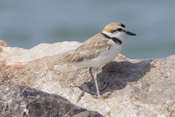 Malaysian Plover - ML646672536