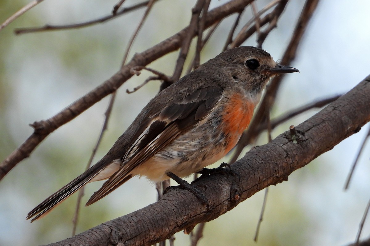 Scarlet Robin - ML646672537