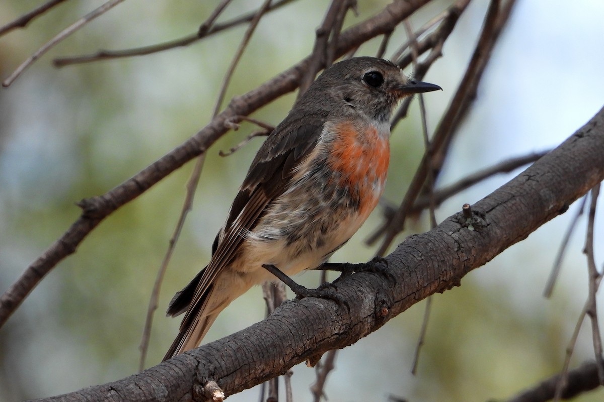 Scarlet Robin - ML646672538