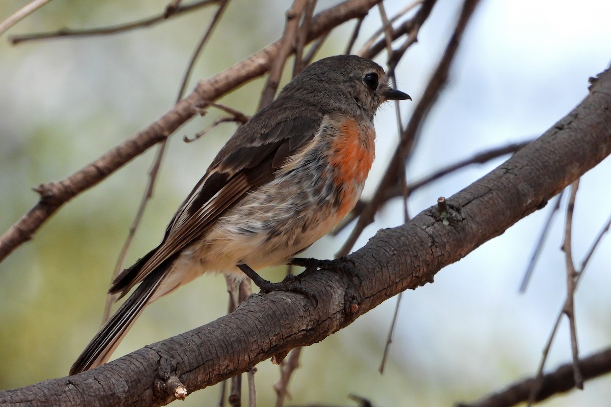 Scarlet Robin - ML646672539