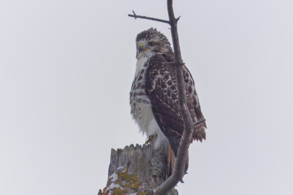 Rotschwanzbussard - ML646672550