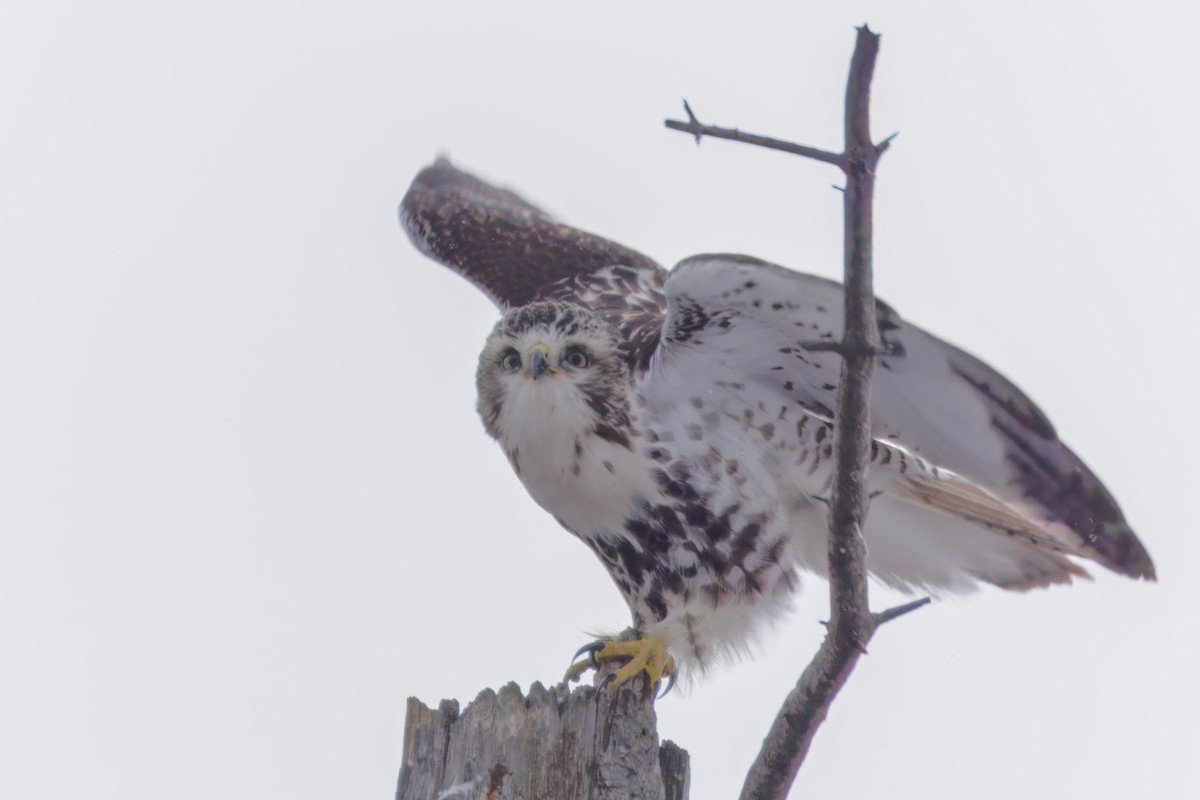 Rotschwanzbussard - ML646672551