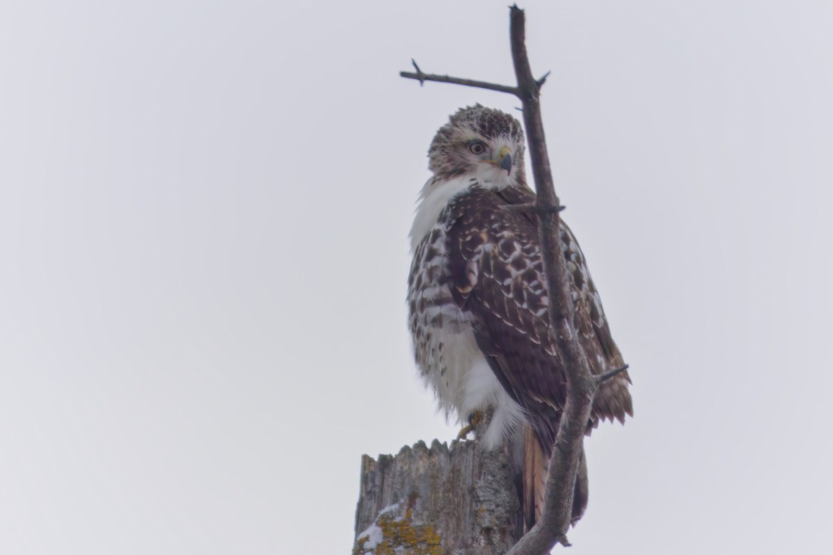 Rotschwanzbussard - ML646672552