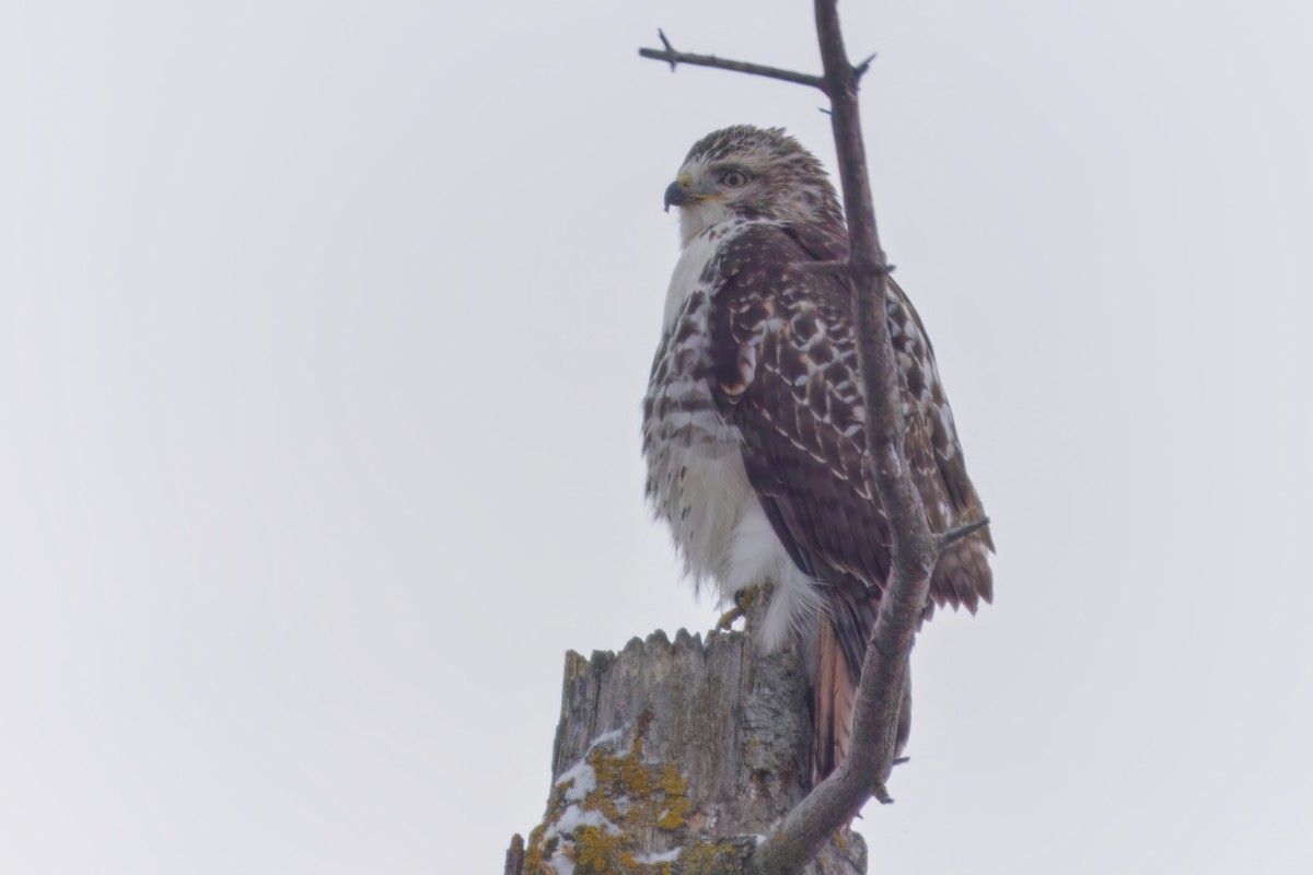 Rotschwanzbussard - ML646672553