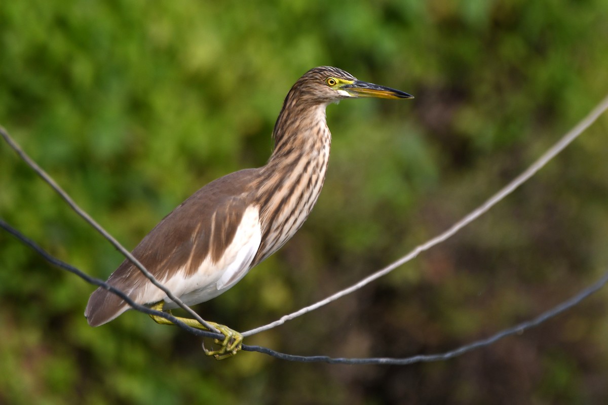 Indian Pond-Heron - ML646672554